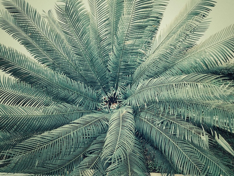palm | Virexa AB